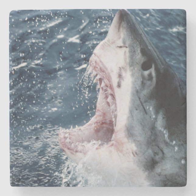 Head of Great White Shark Stone Coaster (Front)