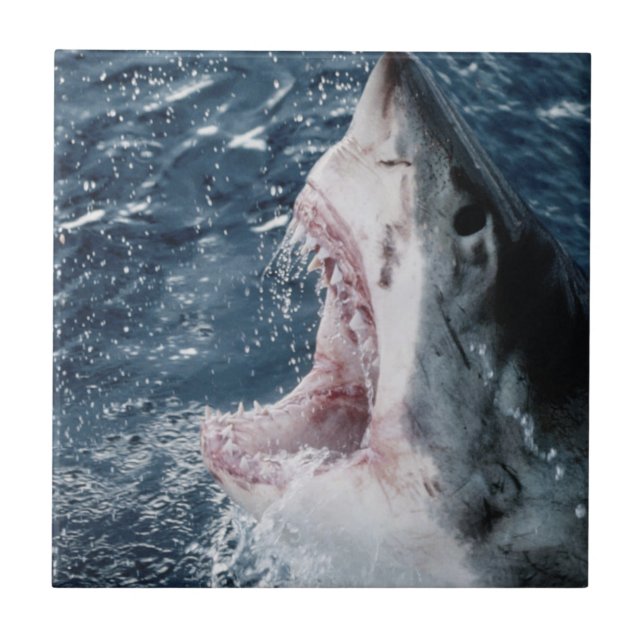 Head of Great White Shark Tile (Front)