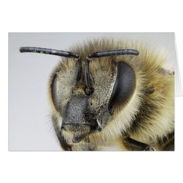 Head of honeybee (Front Horizontal)