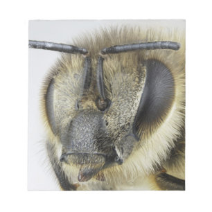 Head of honeybee notepad