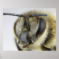 Head of honeybee