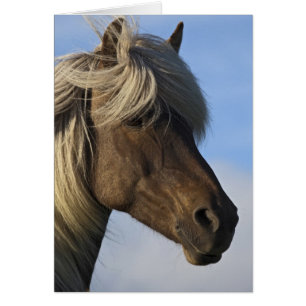 Head of Icelandic horse, Iceland