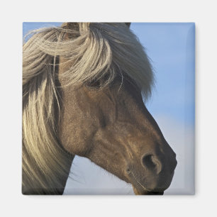 Head of Icelandic horse, Iceland Magnet