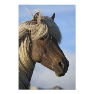 Head of Icelandic horse, Iceland Photo Print