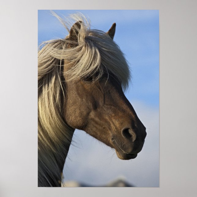 Head of Icelandic horse, Iceland Poster (Front)