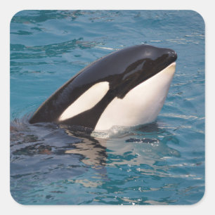 Head of killer whale square sticker