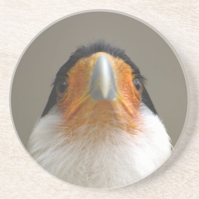 head of serious bird coaster (Front)