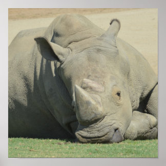 Head of the herd poster