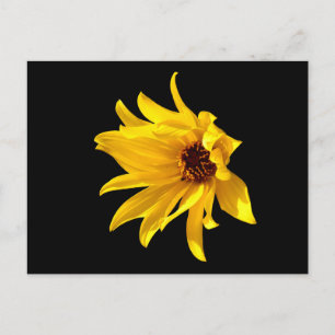 Head of yellow daisy Helenium Postcard