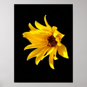 Head of yellow daisy Helenium Poster