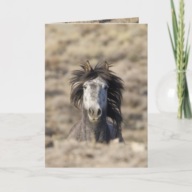 Head On Wild Horse Greeting Card (Front)
