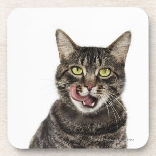 Head shot of a male domestic tabby cat licking coaster