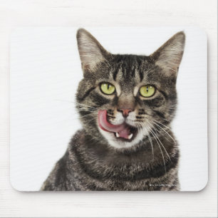 Head shot of a male domestic tabby cat licking mouse pad
