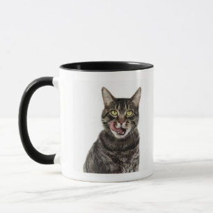 Head shot of a male domestic tabby cat licking mug