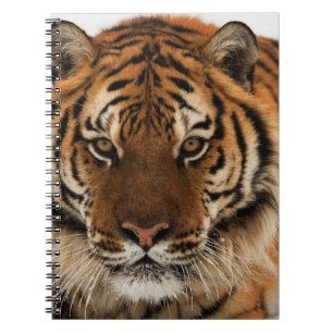 Head Shot of Siberian Tiger Notebook