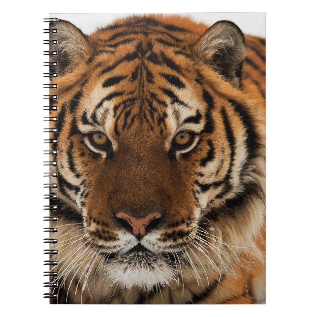 Head Shot of Siberian Tiger Notebook (Front)