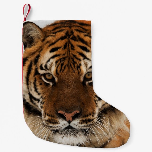 Head Shot of Siberian Tiger Small Christmas Stocking (Front)