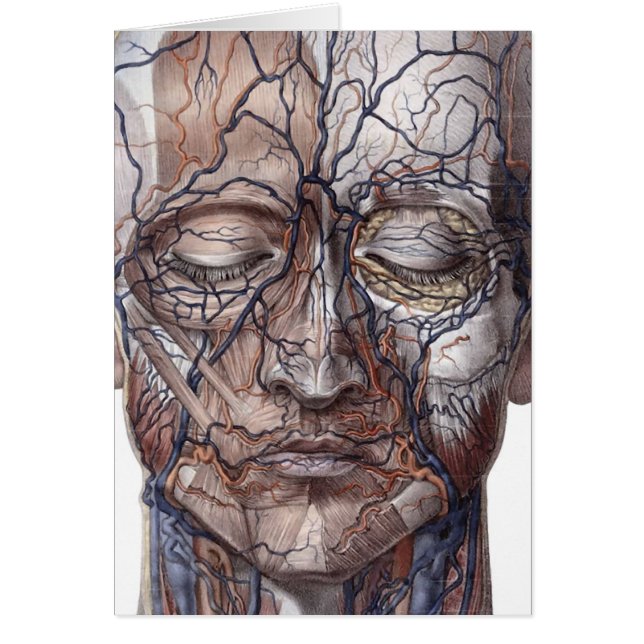 Head Veins and Muscles (Front)