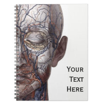Head Veins and Muscles