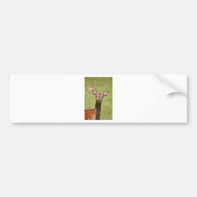 Head Vietnamese sika deer Bumper Sticker (Front)