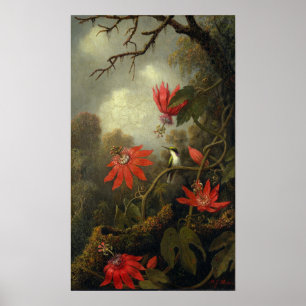 Heade - Hummingbird And Passion Flowers Poster