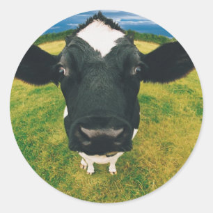Headshot of Friesian Cow Classic Round Sticker