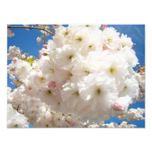Healing Art Blossoms Photography print Floral