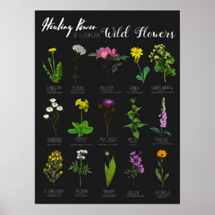 Healing Power of European Wild Flowers Herbology Poster