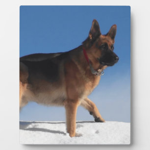 Healthy And Happy German Shepherd Dog Plaque