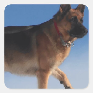 Healthy And Happy German Shepherd Dog Square Sticker