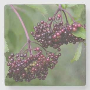 Healthy Elderberries Stone Coaster