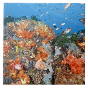 Healthy reef structure, Komodo National Park Ceramic Tile