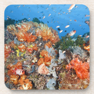 Healthy reef structure, Komodo National Park Coaster