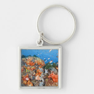 Healthy reef structure, Komodo National Park Key Ring