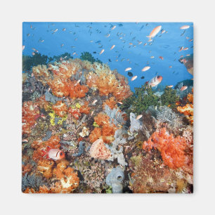 Healthy reef structure, Komodo National Park Magnet
