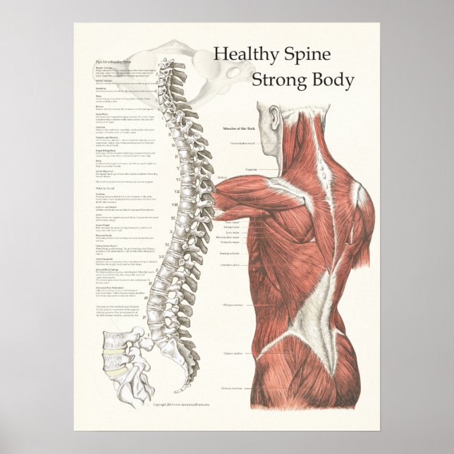 Healthy Spine, Strong Body Chiropractic Poster (Front)