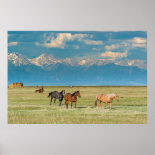 Heard of Horses in Hayfield Poster