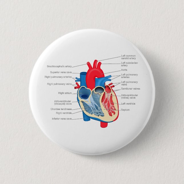 Heart_Anatomy 6 Cm Round Badge (Front)