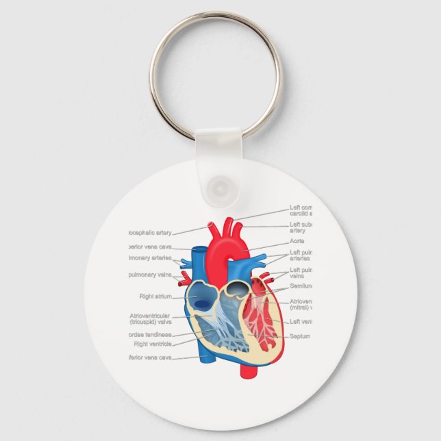 Heart_Anatomy Key Ring (Front)
