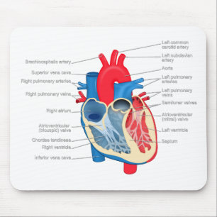 Heart_Anatomy Mouse Pad