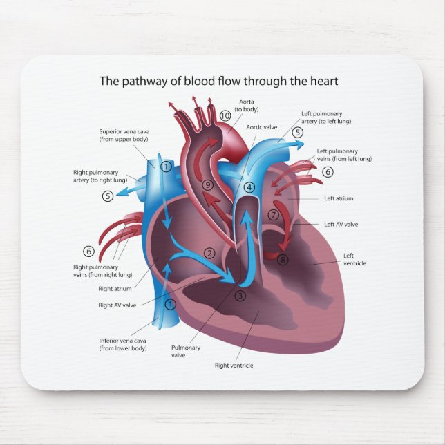 Heart Anatomy Mousepad (Front)