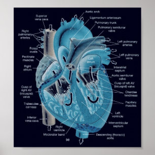 Heart anatomy poster