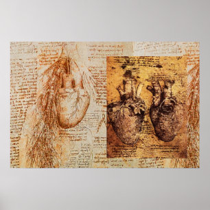Heart And Its Blood Vessels / Bronchial Arteries Poster