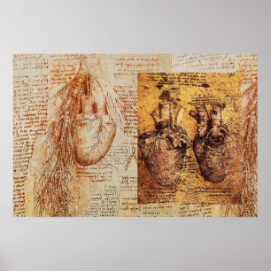 Heart And Its Blood Vessels / Bronchial Arteries Poster
