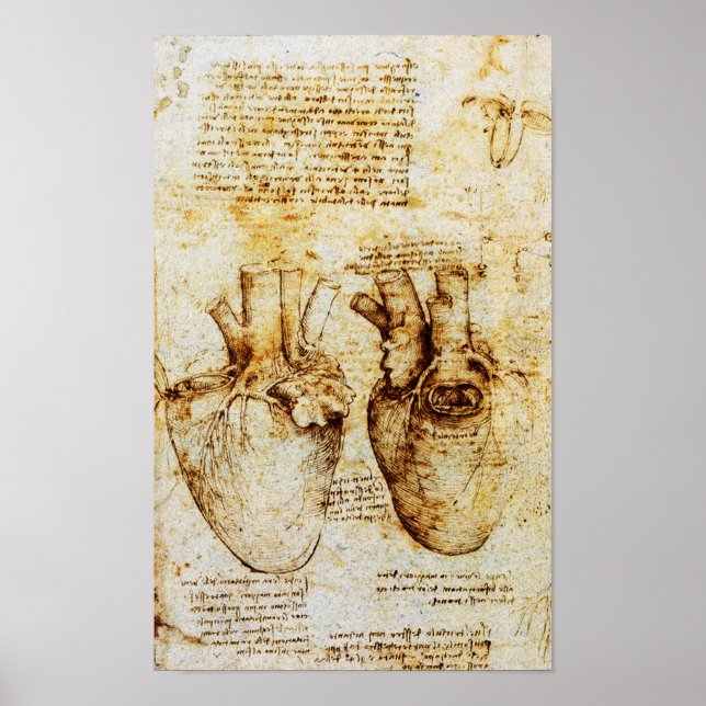Heart And Its Blood Vessels Poster (Front)