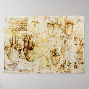 Heart And Its Blood Vessels Poster
