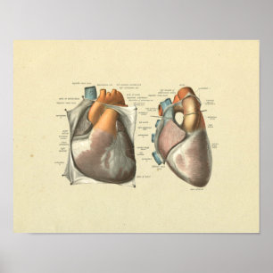 Heart Arteries Veins Anatomy Print