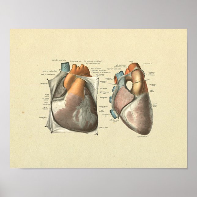 Heart Arteries Veins Anatomy Print (Front)