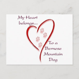 Heart belongs to Bernese Mountain Dog; BMD, Berner Postcard