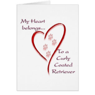 Heart Belongs to Curly-Coated Retriever